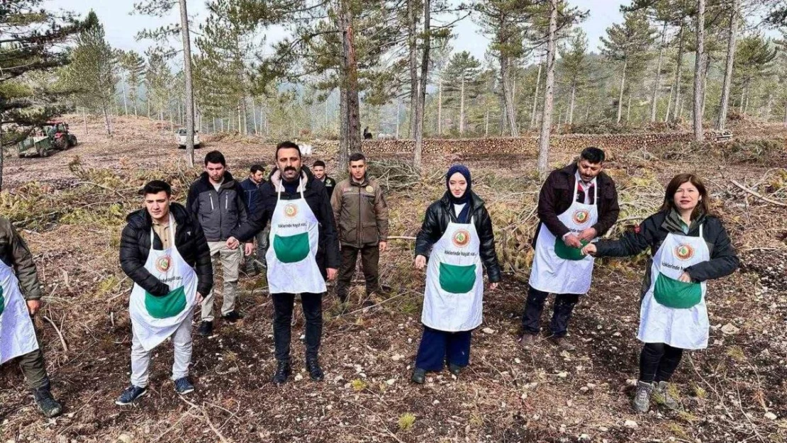 Altıntaş ve Dumlupınar Kaymakamları karaçam tohumu ekimi yaptı