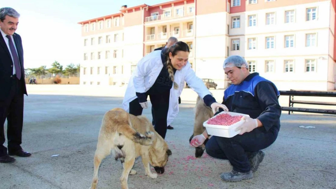 Amasya'da meslek liseliler yemek artıklarını kedi ve köpek mamasına dönüştürdü