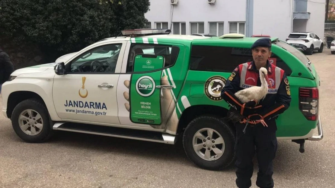 Amasya'da yaralı leyleğe jandarma şefkati