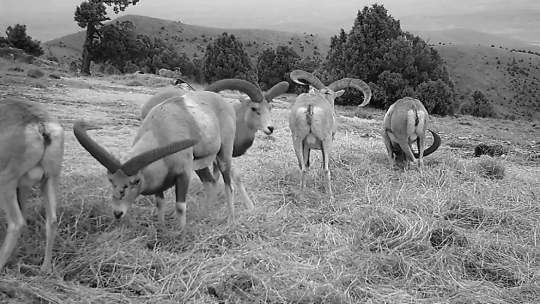 Anadolu yaban koyunları fotokapana takıldı