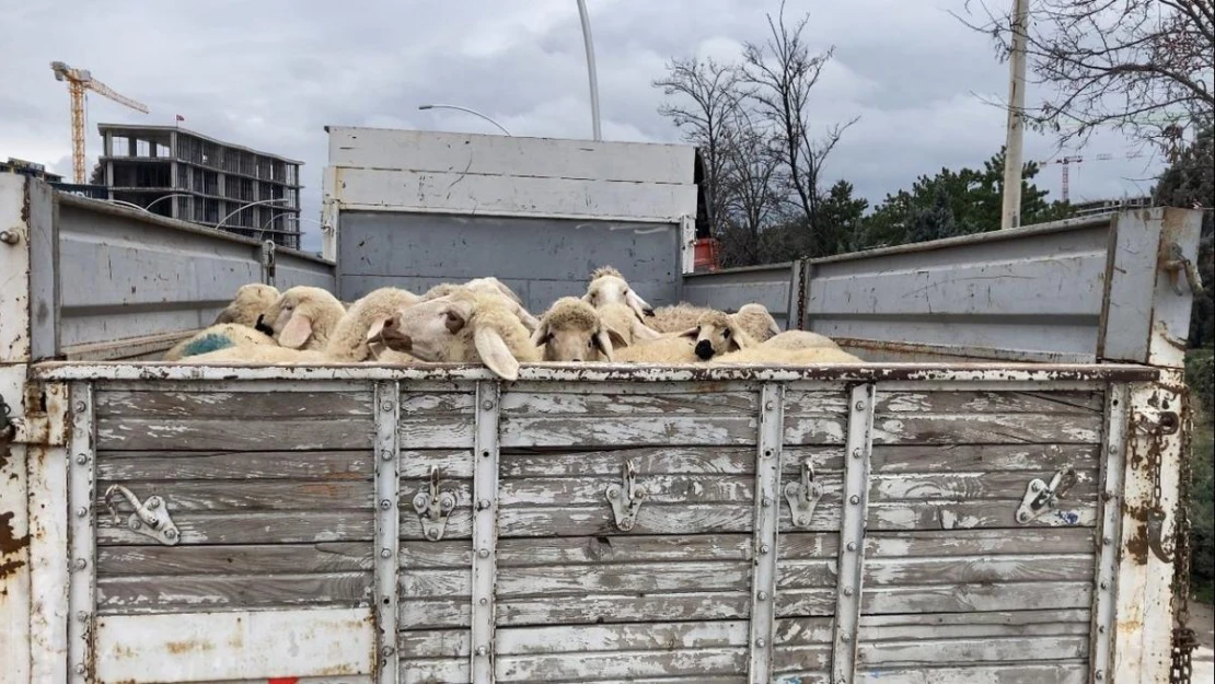 Ankara'da küçükbaş hayvan yüklü kamyon devrildi: 1 yaralı