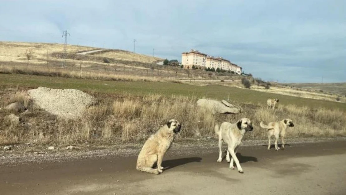 Ankara'da parkta yürüyen vatandaş başıboş köpeklerin saldırısına uğradı