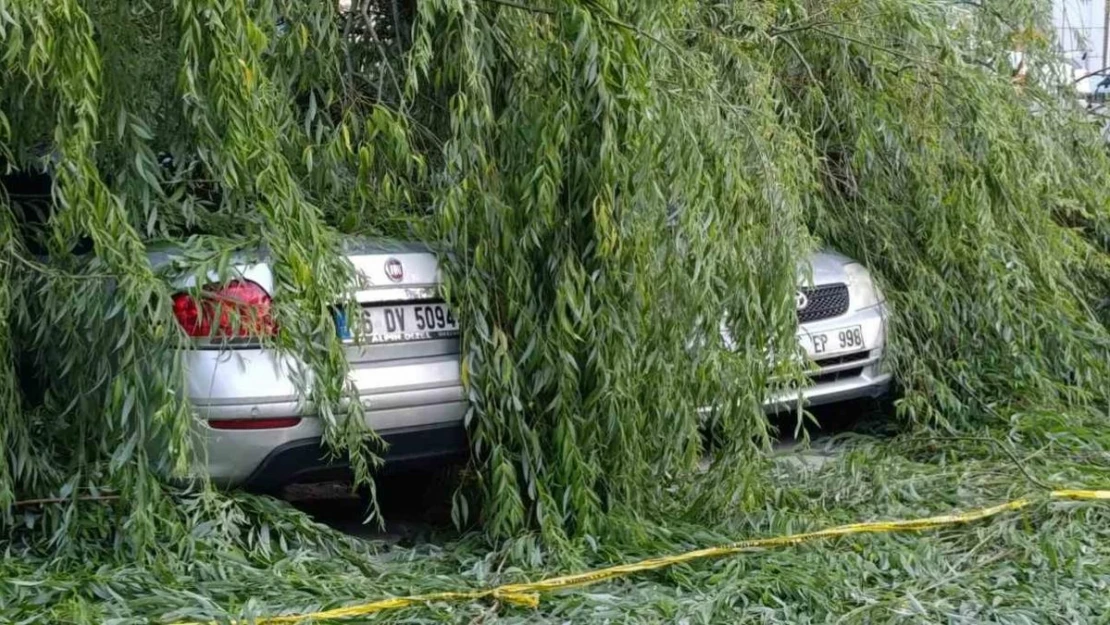 Ankara'da söğüt ağacı park halindeki araçların üzerine devrildi