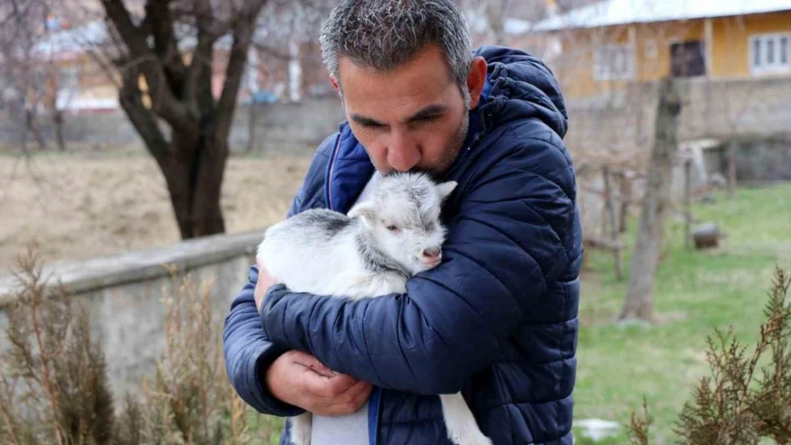 Annesini ayı yiyen ve ölmekten gazeteci tarafından kurtarılan keçi yavrusu büyüdü