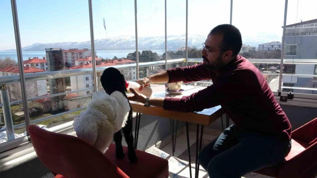 Annesinin reddettiği kuzuya bebek şefkati