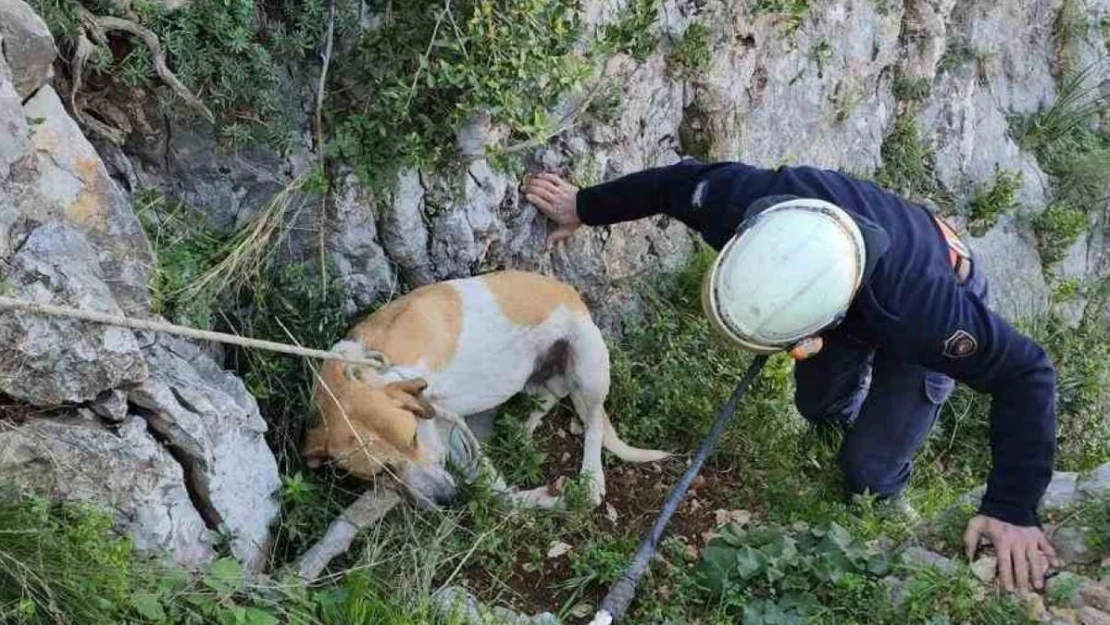 Antakya'da uçurumda mahsur kalan köpek kurtarıldı