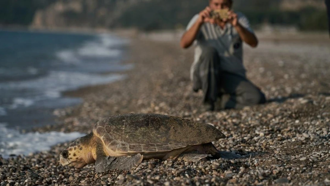 Antalya'da 2023 yılında 144 bin 334 yavru caretta caretta denizle buluştu