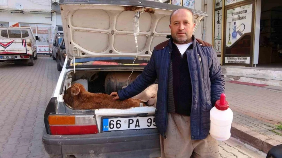 Arabasının bagajında veterinere götürdüğü buzağısının tedavisi bitene kadar başından ayrılmadı