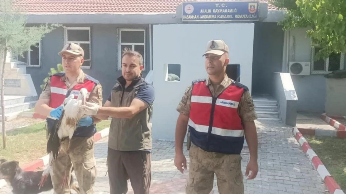 Aralık ilçesinde bulunan leylek koruma altına alındı