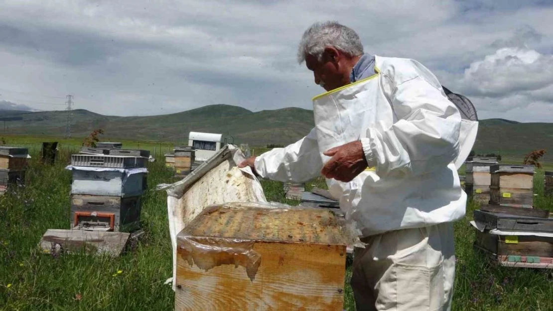 Ardahan'da coğrafi işaretli bal hasadı başladı 450 ton bal üretimi bekleniyor