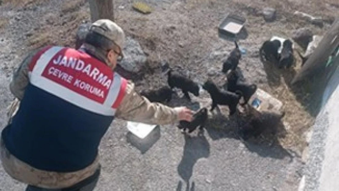 Ardahan'da jandarma yaban hayatı için doğaya yem bıraktı