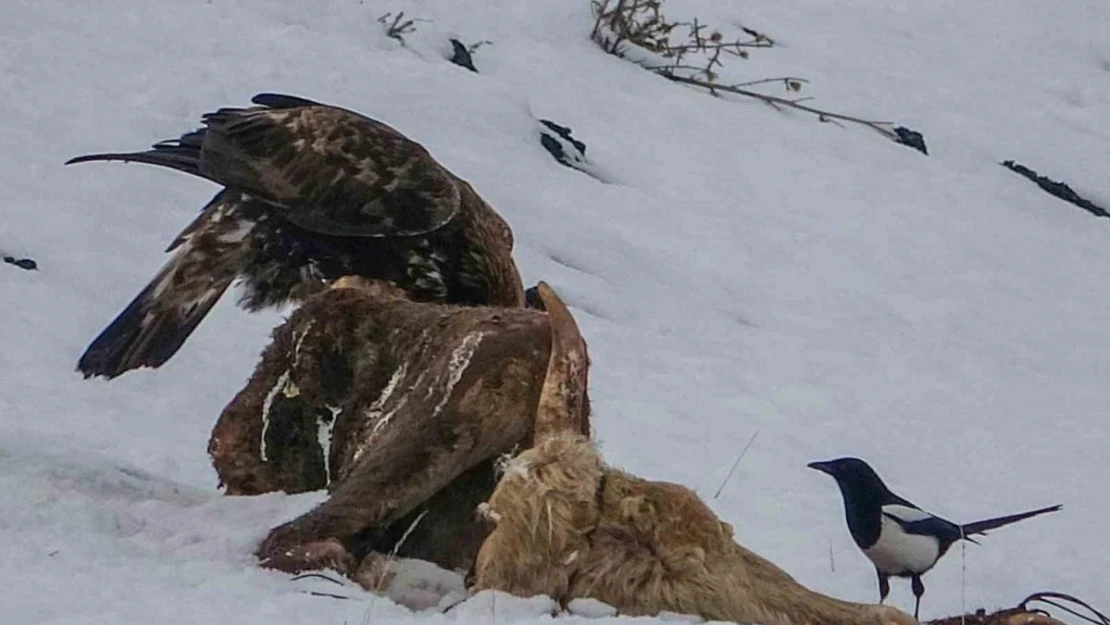 Ardahan'da kara akbaba görüntülendi