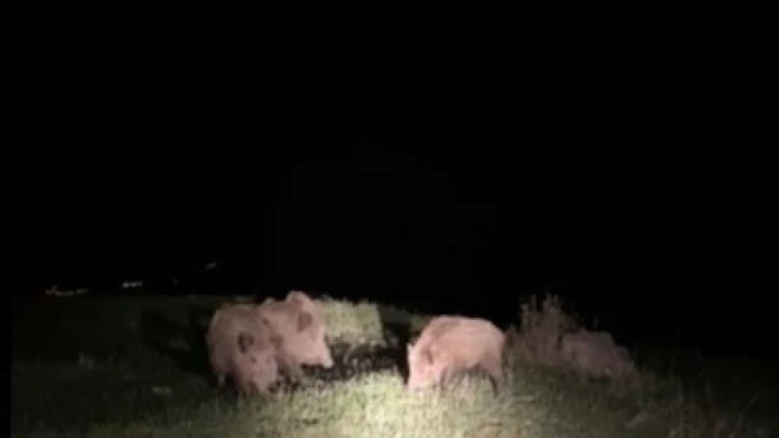 Ardahan'da yaban domuzları tarım arazilerine zarar veriyor