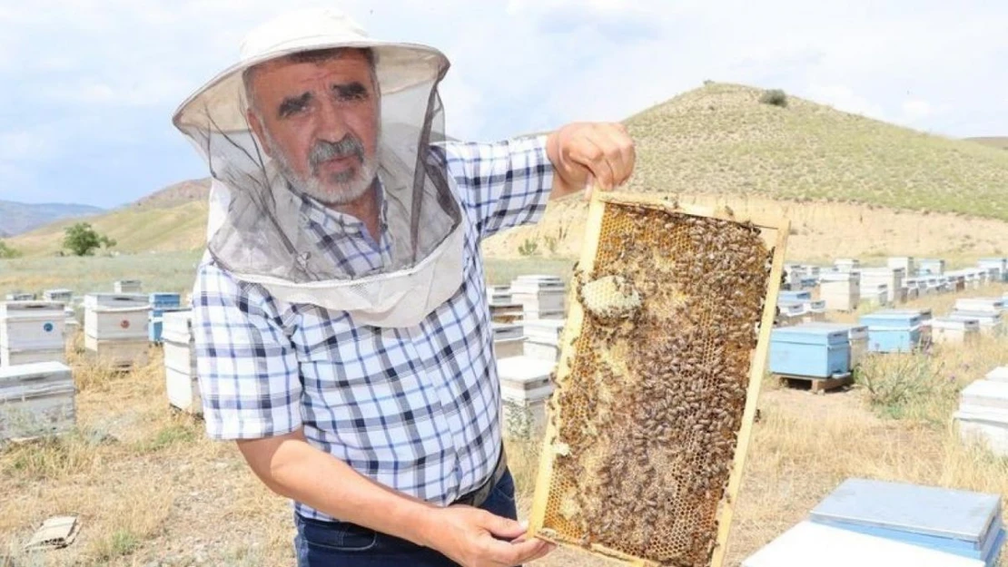 Arıcılıkta 'Ana Arı' en önemli faktör