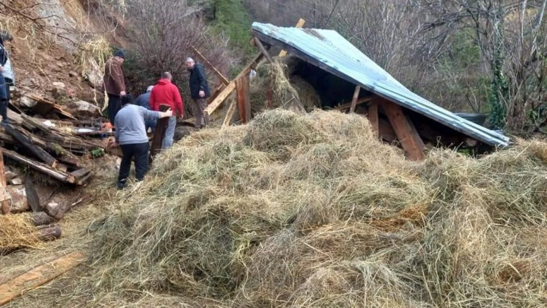 Artvin'de ahır çöktü: 2 hayvan telef oldu