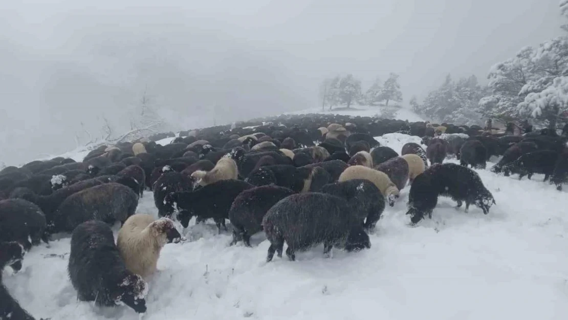 Artvin'de ani bastıran kar sürü sahiplerine zor anlar yaşattı