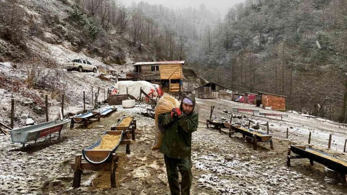 Artvin'de küçükbaş hayvanlarda çiçek hastalığı alarmı