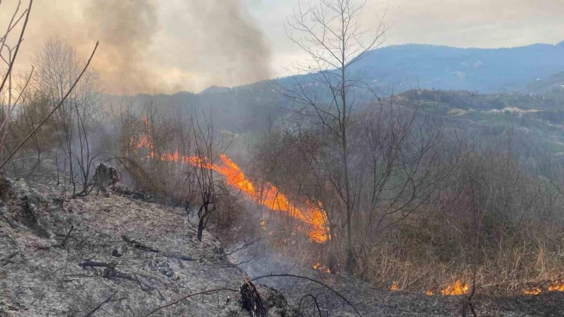 Artvin'de orman yangını