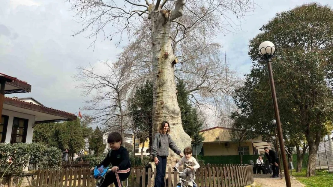 Asırlık çınarın altında 150 yıldır kahve içiliyor