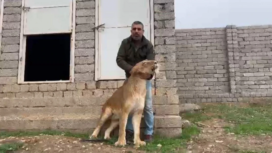 Aslan terbiyecisi yürüyemeyen aslanı 20 günde eski sağlığına kavuşturdu