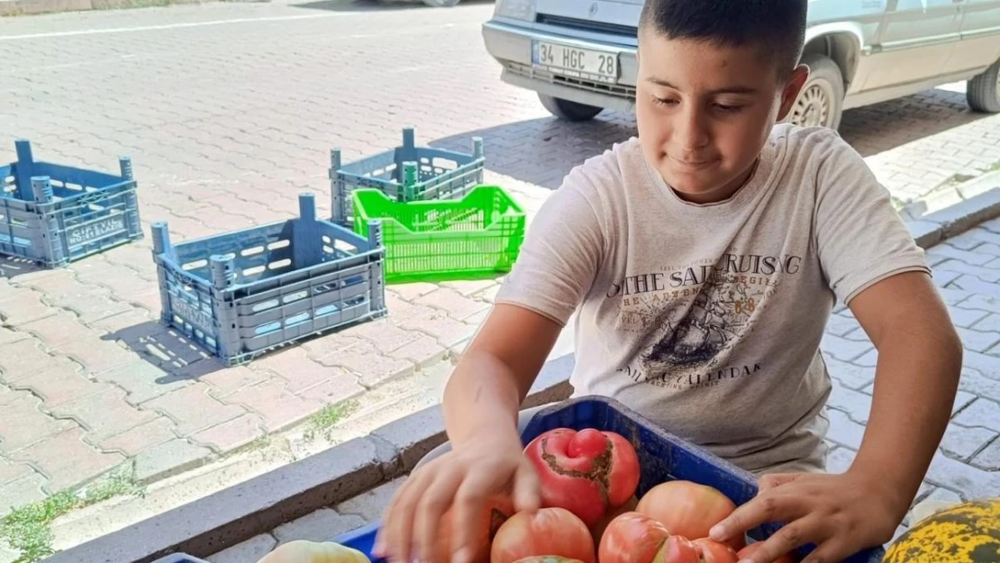 Ata tohumu organik pembe domates satarak okul harçlığını çıkartıyor