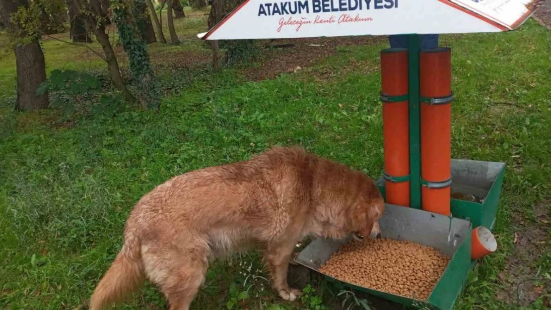 Atakum'da patili dostlara destek