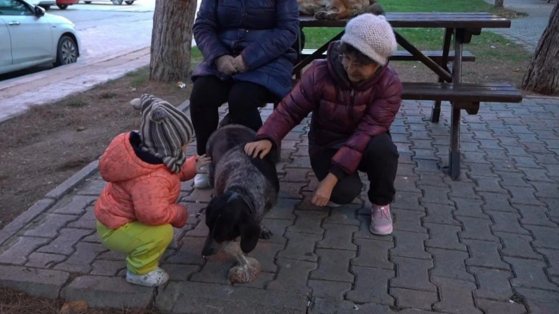 Atakum'da sokak hayvanları için yoğun mesai: 3 bin 572 yaralı sokak hayvanına müdahale edildi