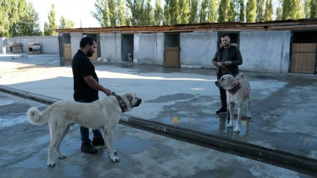 Avrupa ülkelerinden bile talep gören saf ırk köpekler, Erzincan'da yetiştiriliyor