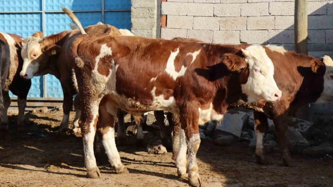 Ay-yıldızlı Çınar Tosun sahibinin gözdesi