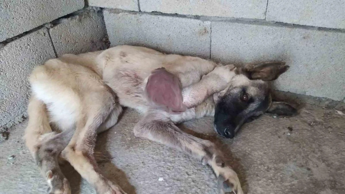 Ayağı kangren olan köpeğe 1,5 saatlik ameliyat