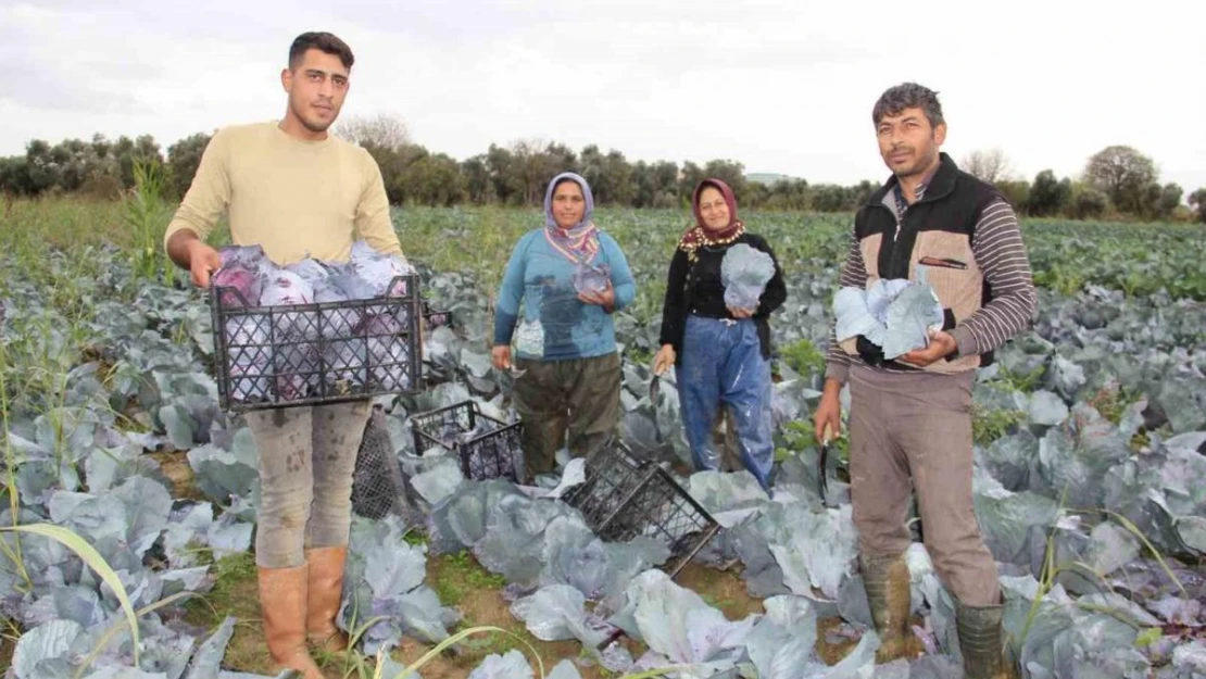 Aydın'da kara lahana hasadı başladı