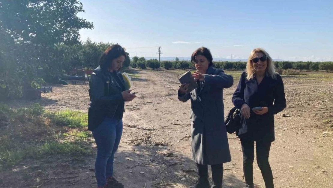 Aydın'da narenciye bahçeleri tuzaklandı