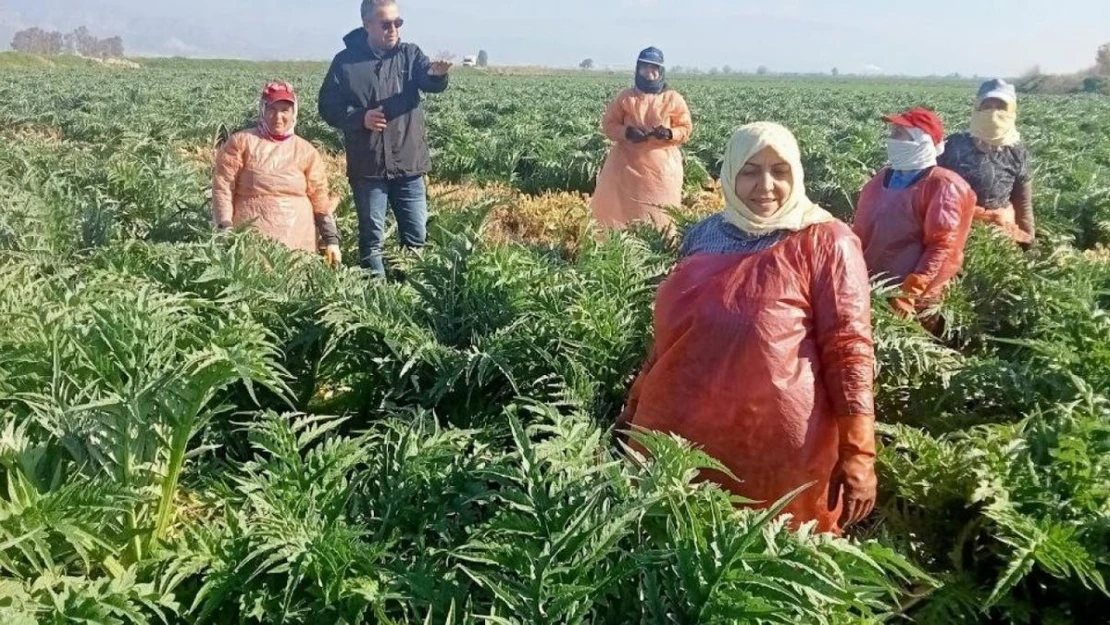 Aydın'ın sembol ürünü enginarların gelişimi kontrol edildi