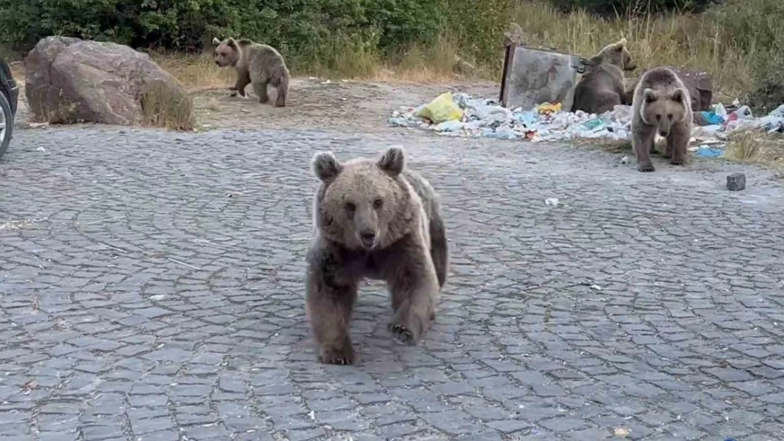 Ayıların saldırganlıklarına aldırış etmeden, onları görüntülemeye çalıştılar