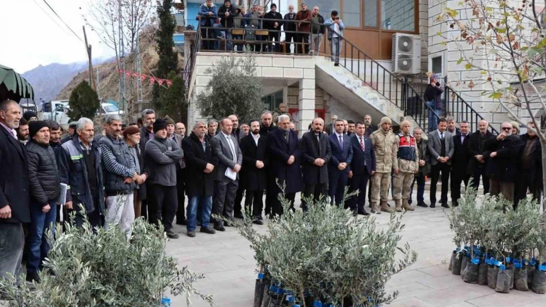 Ayvalı Mahallesi'nde 2 bin 600 zeytin fidanı dağıtıldı