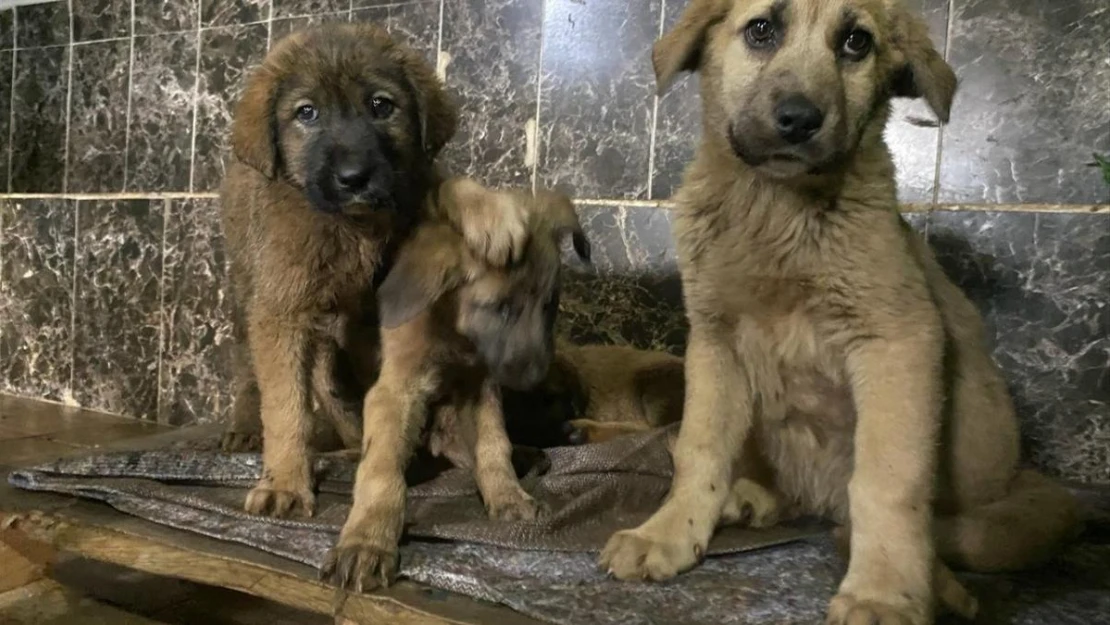 Aziziye Belediyesi 'Sevimli dostlarımızla dost bir kurumuz'