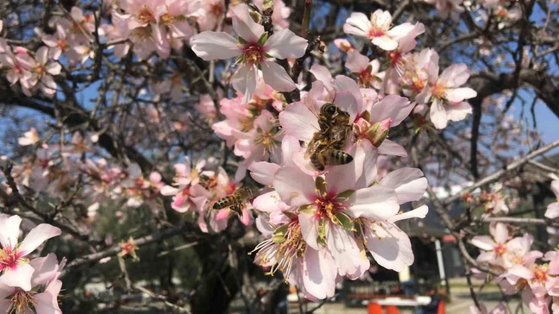 Bademler çiçek açtı arılar çalışmaya başladı