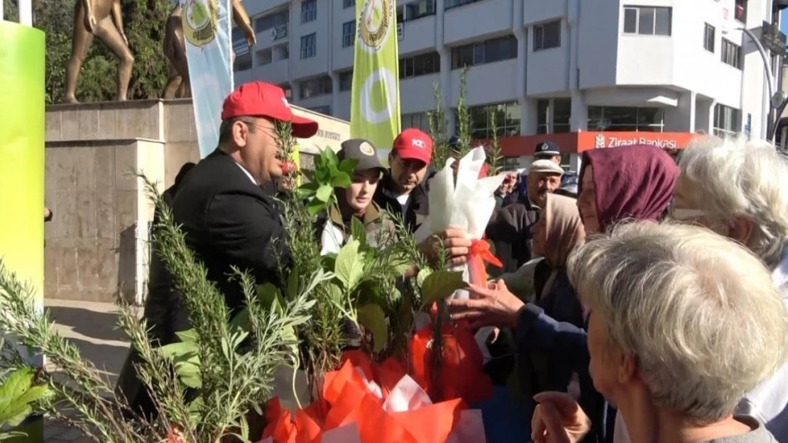 Bafra'da 40 bin fidan dağıtıldı