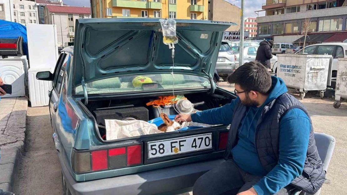 Bagajda tedavi gören buzağı yüzleri gülümsetti