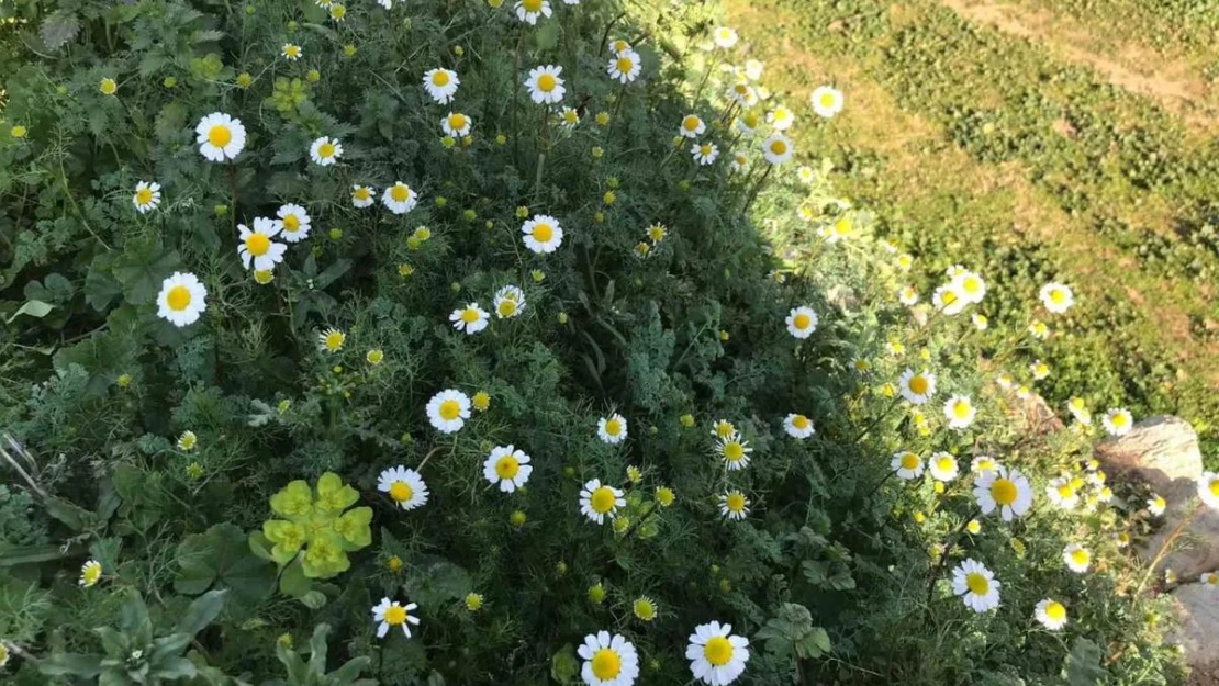 Bahar havasının yaşandığı Sarıgöl'de papatyalar açtı