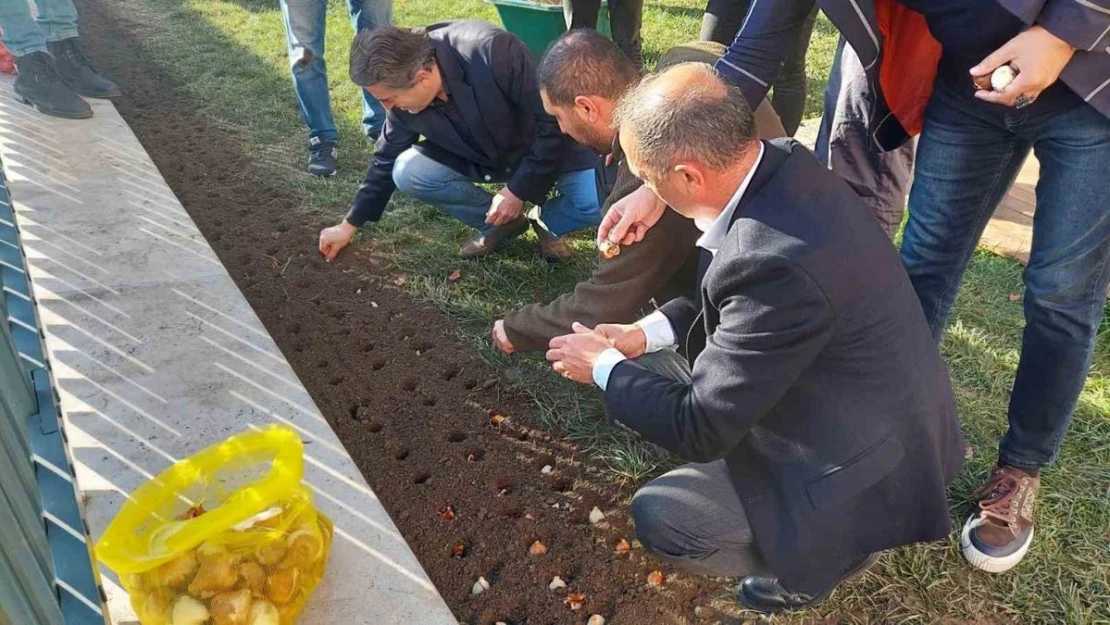 Baharı müjdeleyecek olan laleler Beyoğlu'nda toprağa dikildi