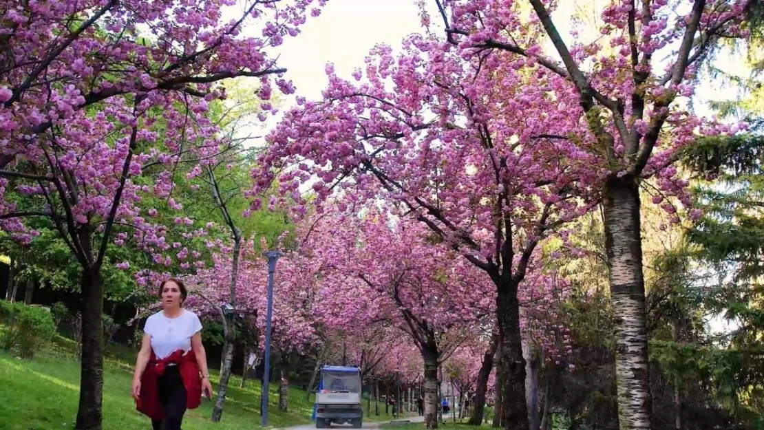 Baharın müjdeleyicisi sakura ağaçlarının renkli çiçekleri görsel şölen sunuyor