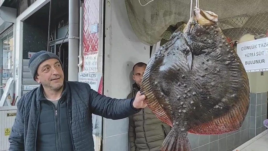 Balıkçı ağına takılan 7 kg ağırlığındaki kalkan balığı 7 bin TL'den anında alıcı bulundu