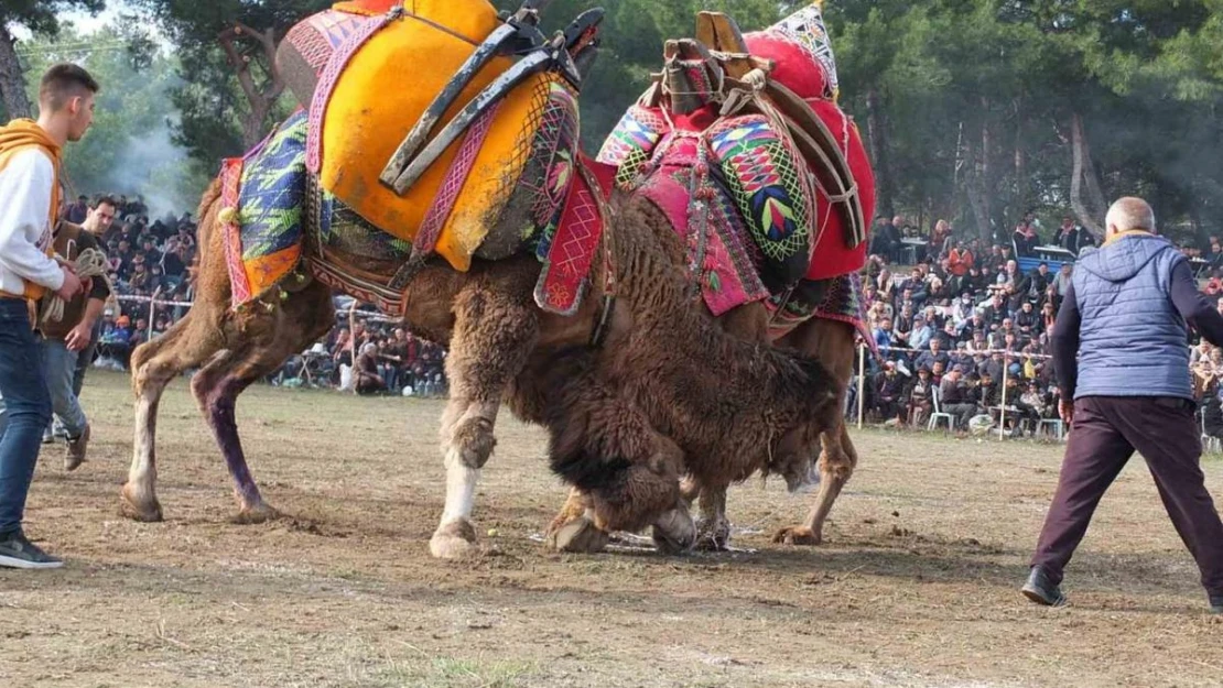 Balıkesir'de 250 deve kıyasıya yarıştı