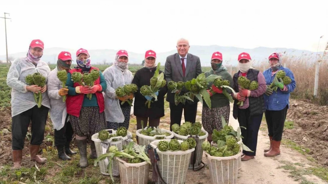 Başkan Atay'dan enginar, kuşkonmaz ve şevketi bostan hasadı