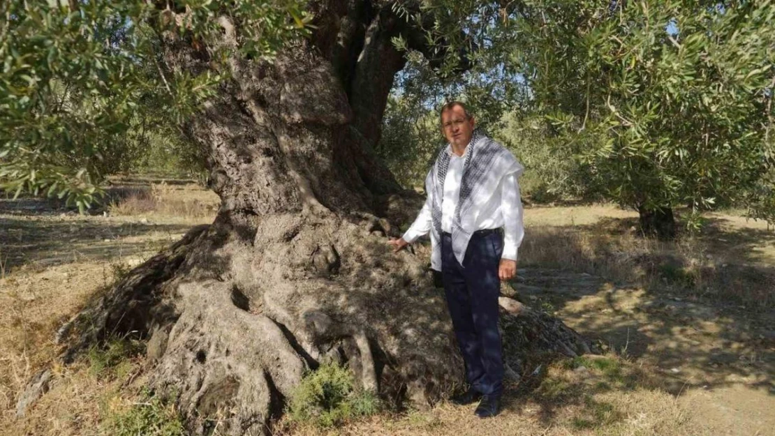 Başkan Ergin zeytin ağacı gününü unutmadı