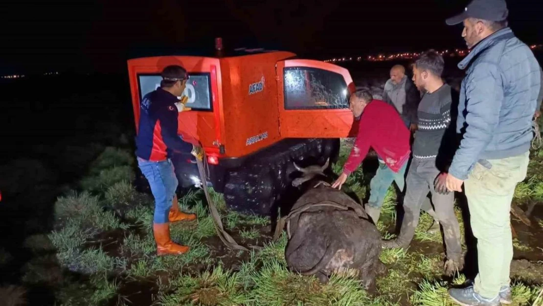 Bataklığa saplanan inek AFAD ekiplerince kurtarıldı