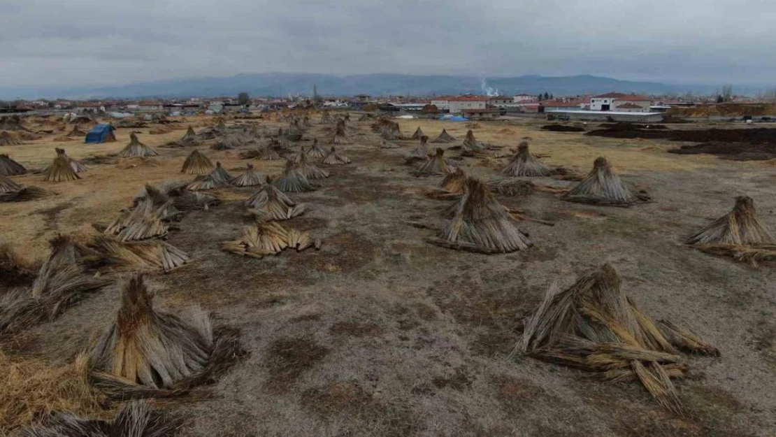 Beklenen yağış olmadı, kamış alanları yarı yarıya azaldı