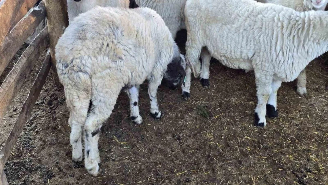 Beldeye adını veren Karayaka koyunu tescillendi