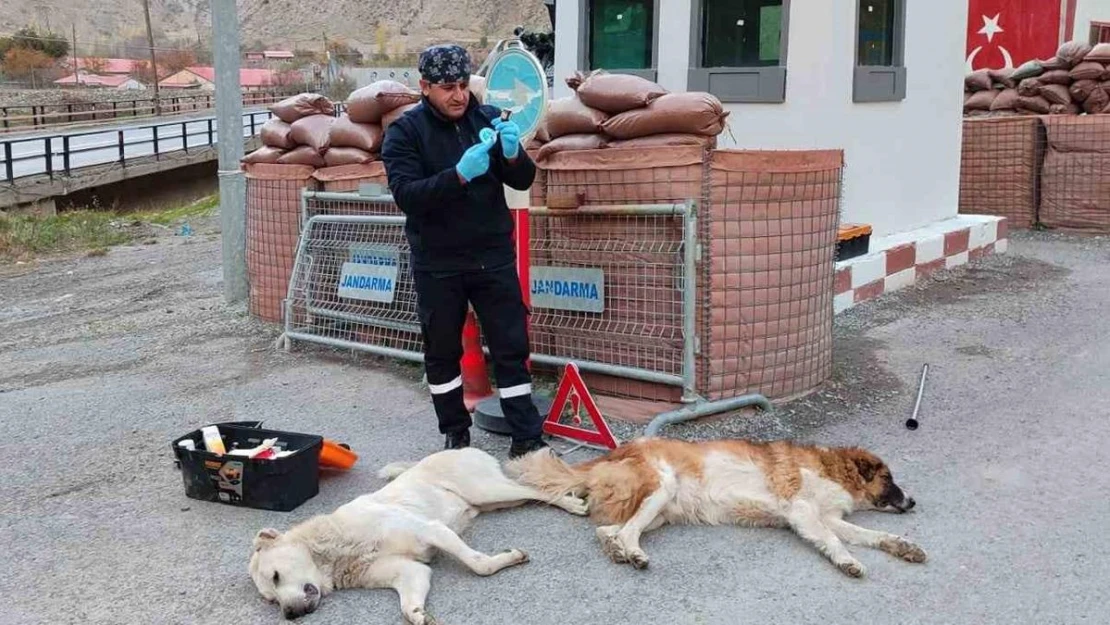 Belediye ekipleri can dostları sağlık taramasından geçirdi